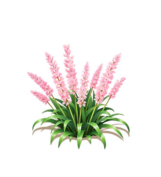 Pink Lilyturf