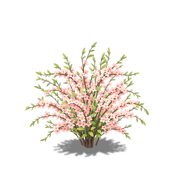 Soft Pink Weeping Cherry