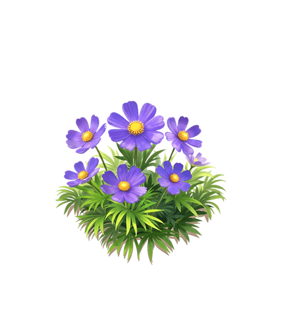Purple Cosmos