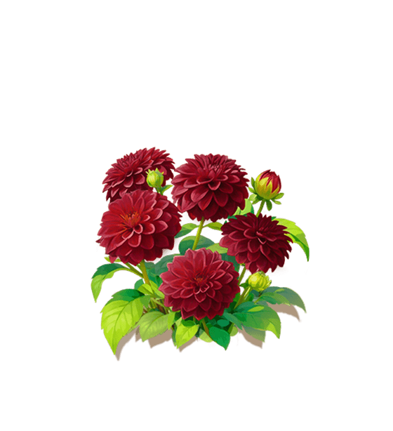 Midnight Dahlia
