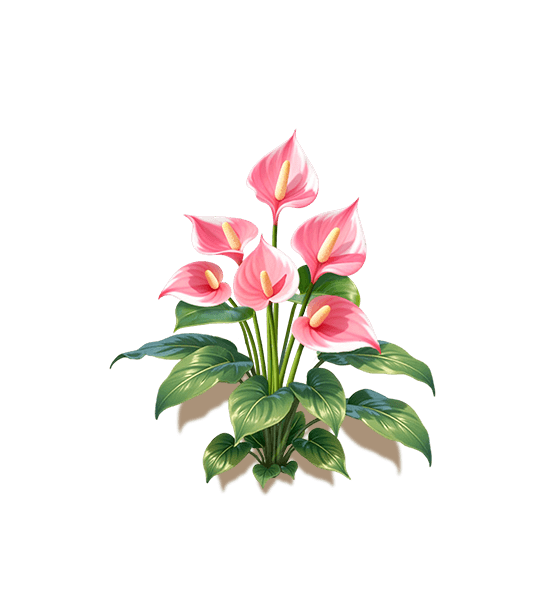 Peach Flamingo Flower