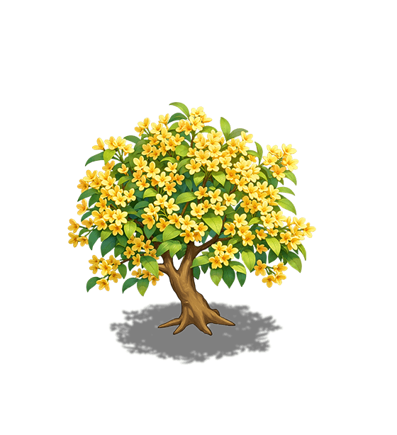 Yellow Osmanthus