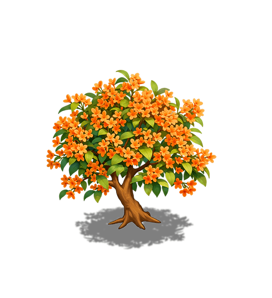Orange Osmanthus