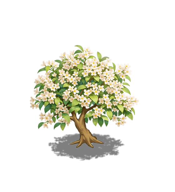 Silver Osmanthus