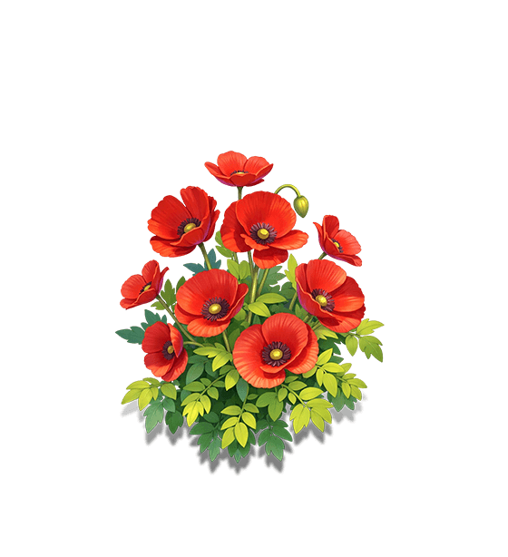 Scarlet Iceland Poppy
