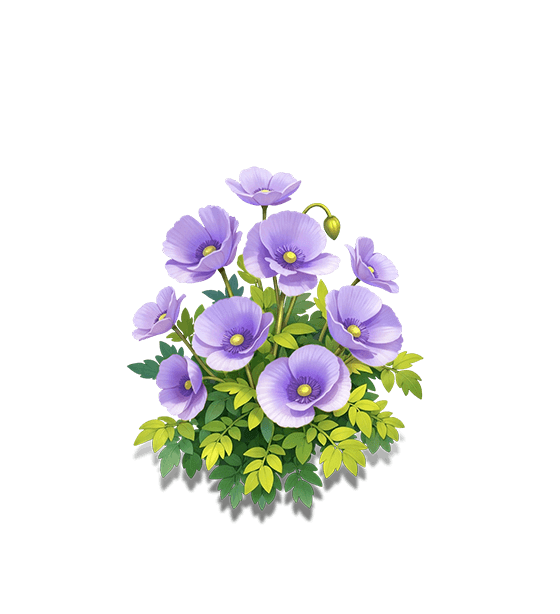 Purple Iceland Poppy