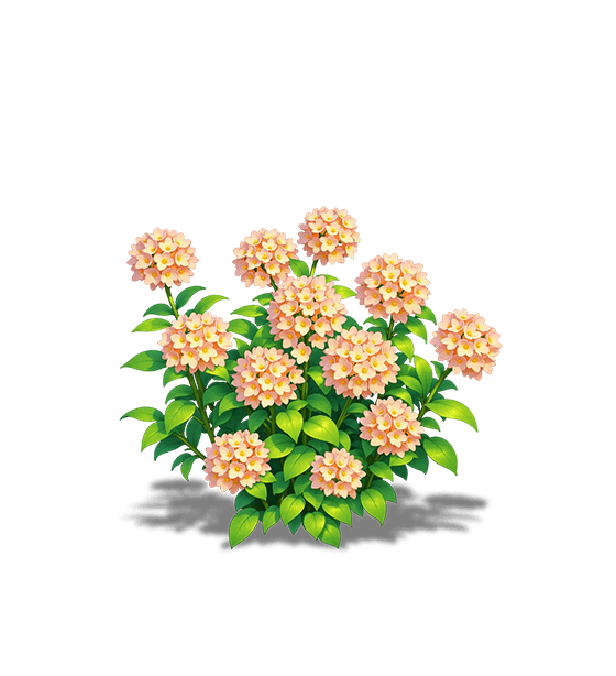 Light Orange Verbena