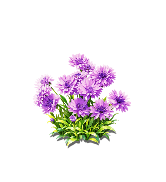 Purple Cornflower