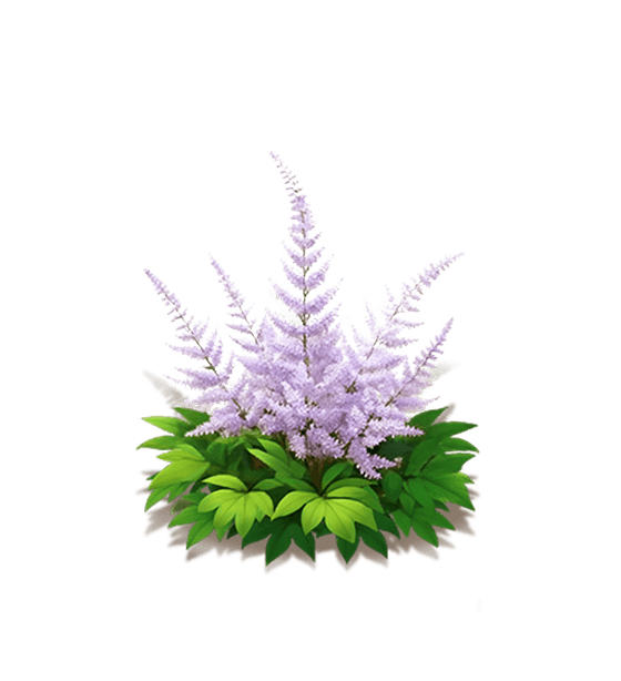 Light Purple Astilbe