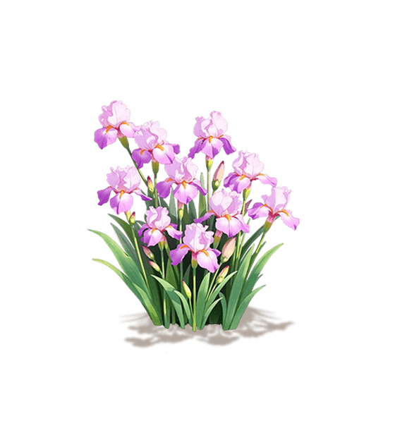 Purple-Pink Bearded Iris