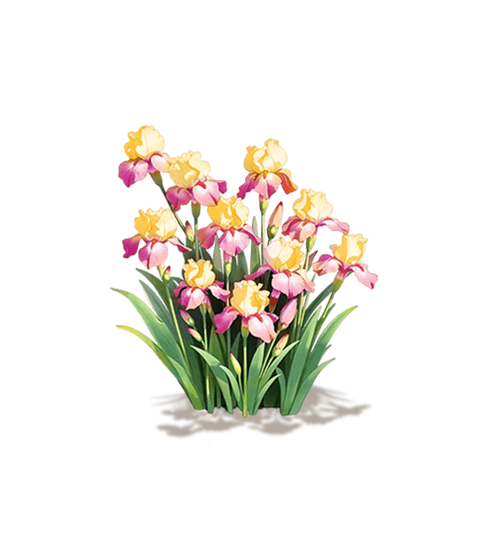 Yellow-Pink Bearded Iris