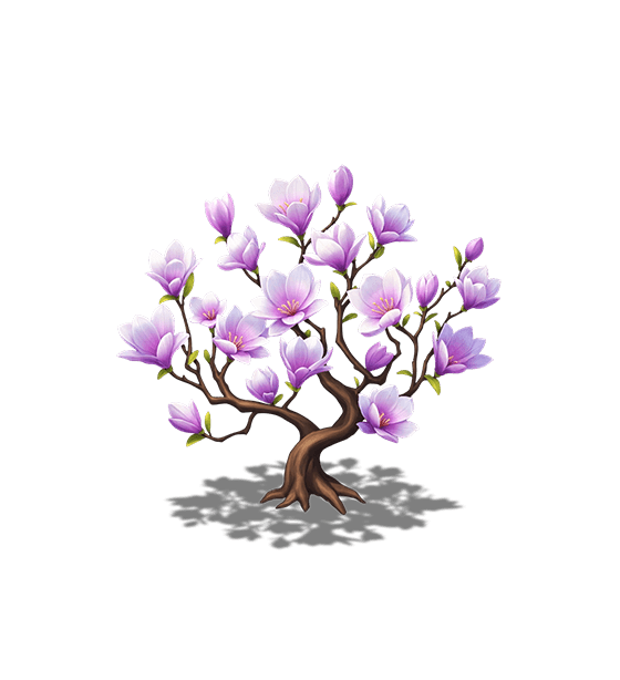 Purple Magnolia