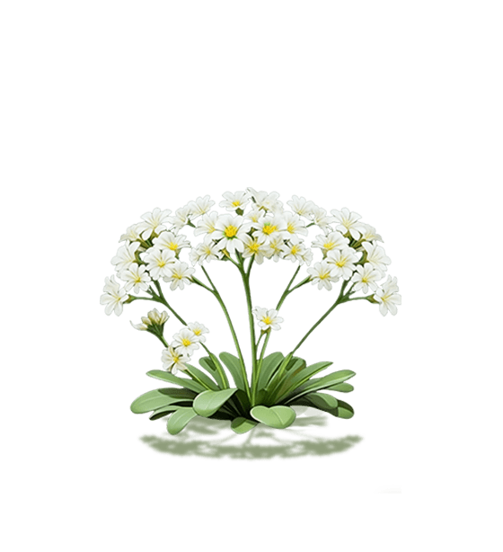 White Morning Dew Lily