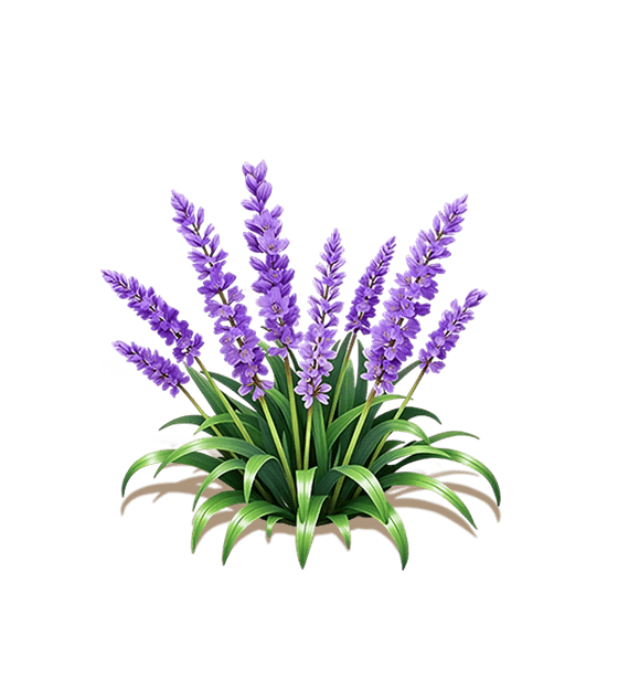Purple Lilyturf