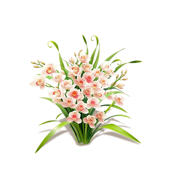 Coral Boat Orchid