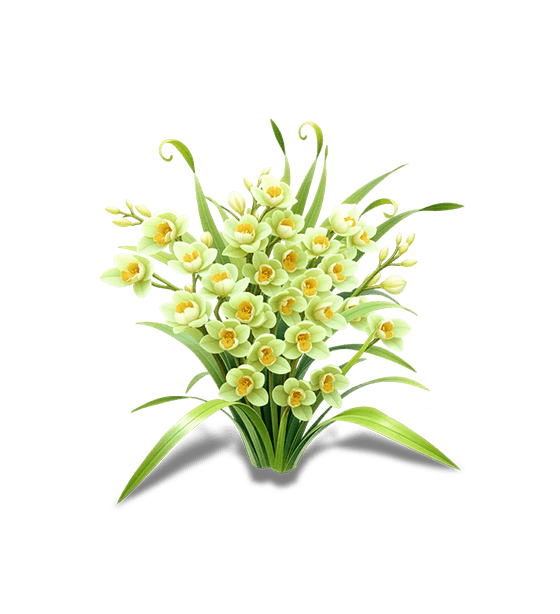 Yellow-Green Boat Orchid