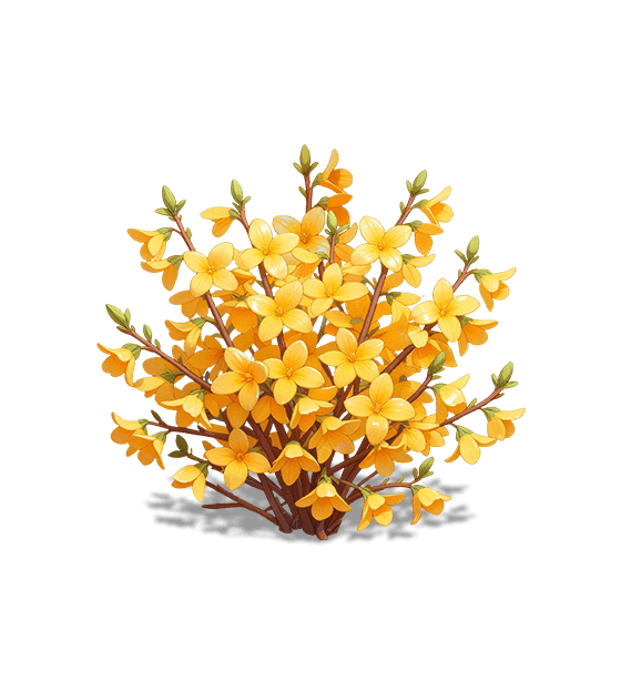 Golden Bell Forsythia