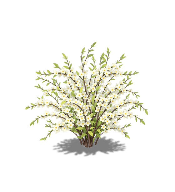 White Weeping Cherry