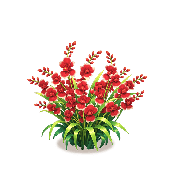 Red Dancing Lady Orchid
