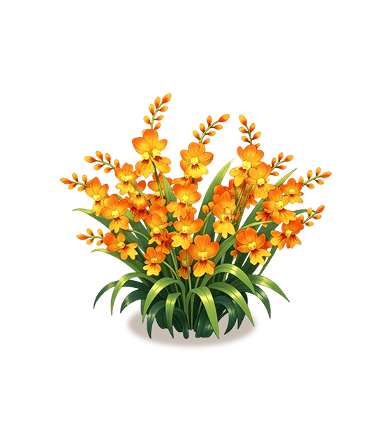 Orange Dancing Lady Orchid