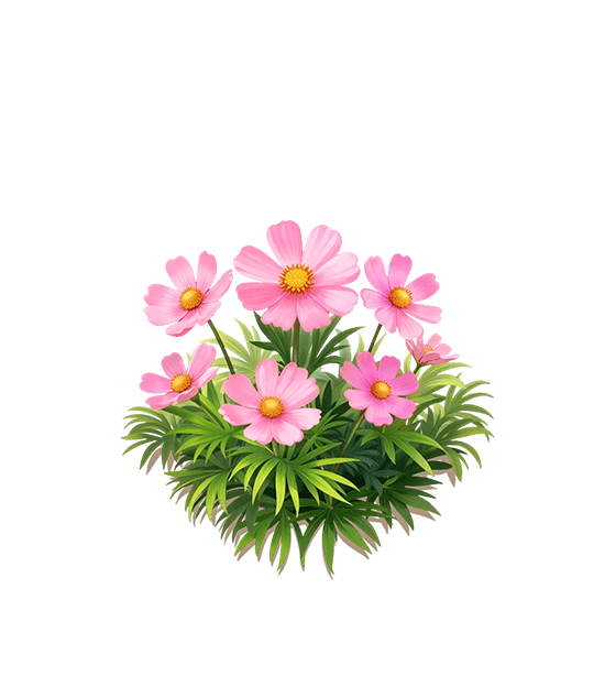 Pink Cosmos
