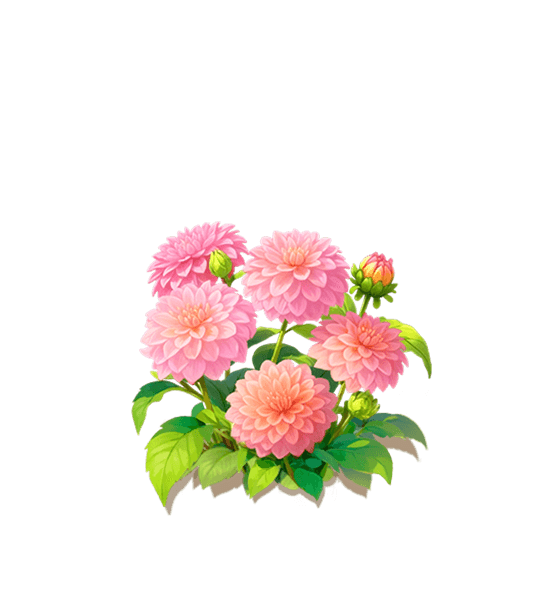 Pink Peony Dahlia