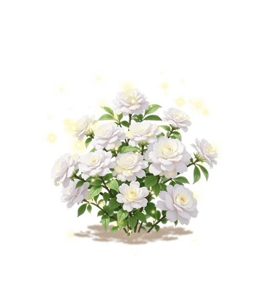 White Chinese Sweetshrub
