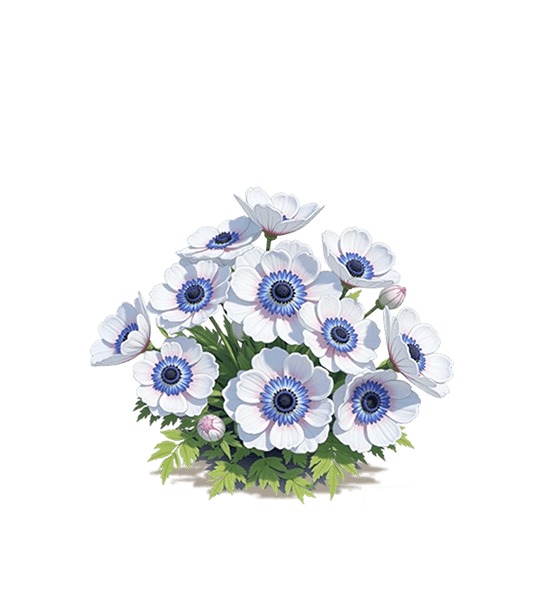 White Blue-Eyed  Anemone