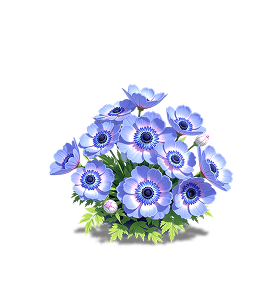 Purple Anemone
