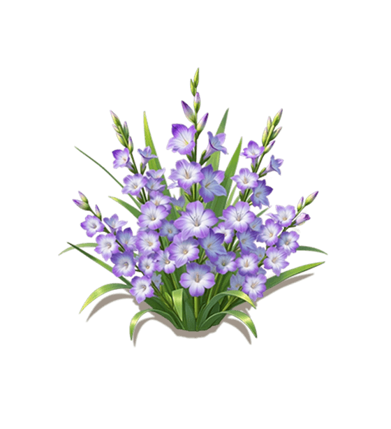 Purple Gladiolus