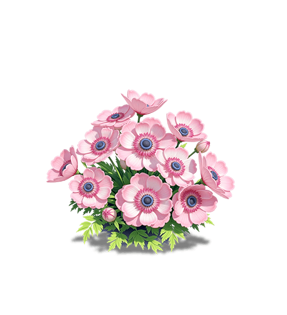 Pink Anemone