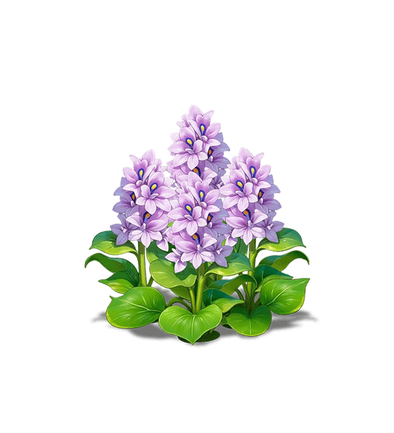 Purple Water Hyacinth