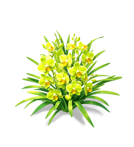 Cymbidium vert