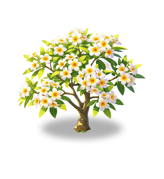 Plumeria blanc neige