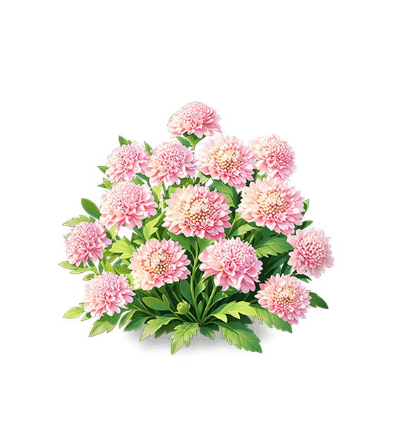 Scabieuse Rose