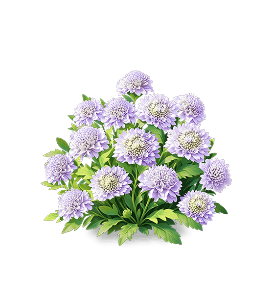 Scabieuse violette