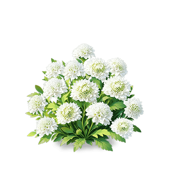 Scabieuse blanc nuage