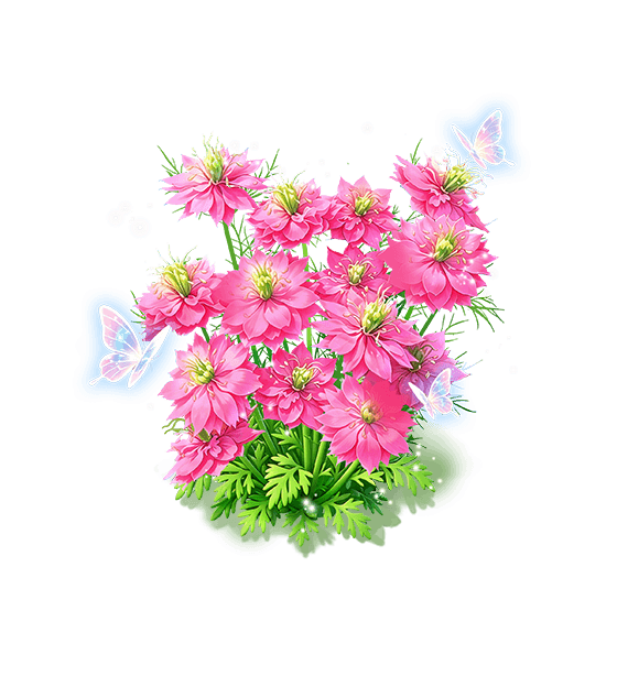 Blush Cloud Nigella