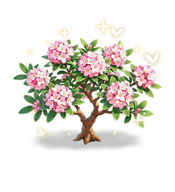 Peach Crimson Daphne