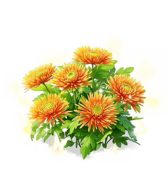 Fiery Chrysanthemum