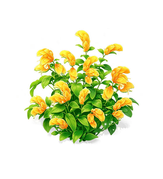 Gold Stacks Shrimp Plant