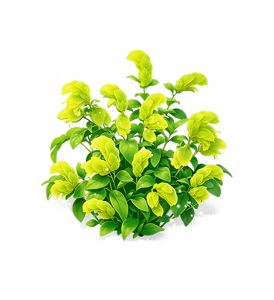 Emerald Shrimp Plant