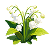 White Lily of the Valley