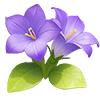 Purple Balloon Flower