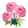 Pink Carnation