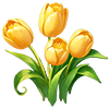 Yellow Tulip