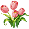 Pink Tulip