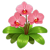 Pink Moth Orchid