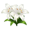 White Lily