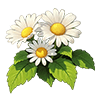 White Daisy